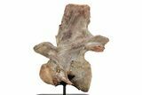 Fossil Spinosaurus Cervical Vertebra - Incredible Preservation #244472-6